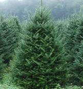 Fraser Christmas Trees